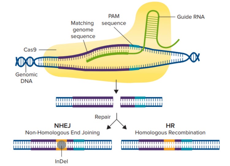CRISPR/Cas9 Mechanism