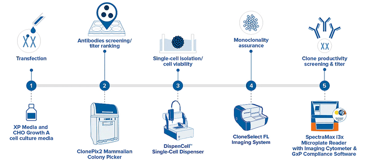 Cell Line Workflow