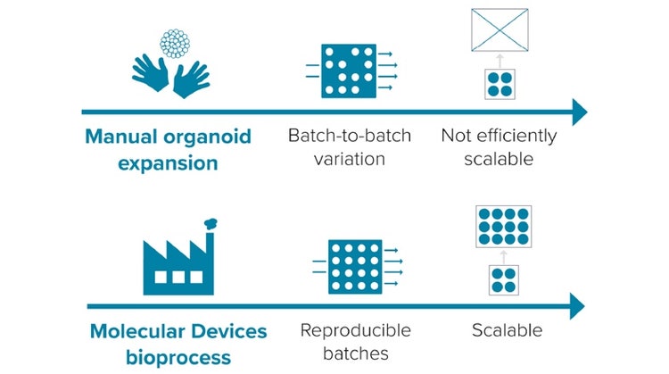 Organoid expansion process – efficient, reproducible, scalable
