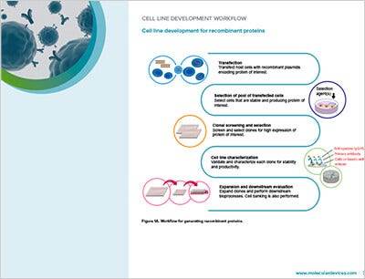 Recombinant protein workflow