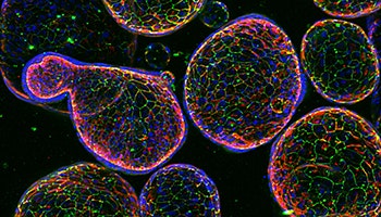 3D Cell Culture In Vitro Modeling Explores New Depths