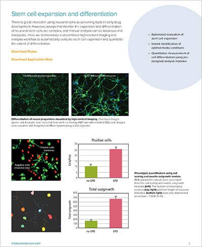 Stem cell expansion and differentiation