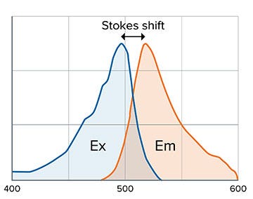 Stokes shift and fluorophore dependent
