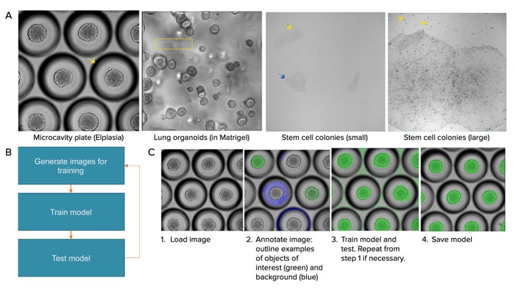 Image Segmentation with Machine Learning-based Models