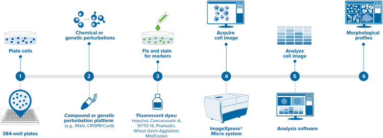 Imaging Workflow Graphic