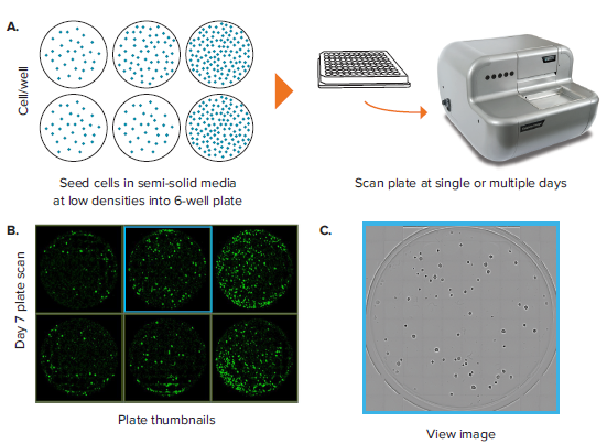 colony-counting-in-6-well-plates-figure-1