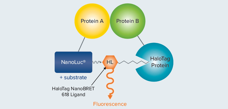 NanoBRET assay