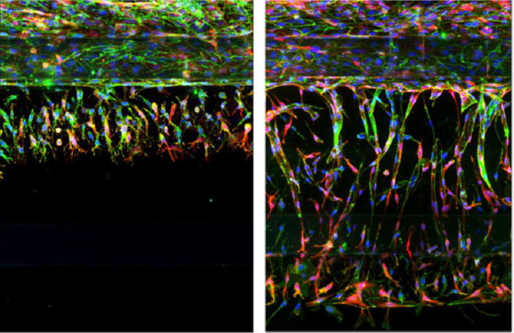 Angiogenic Sprouts in OrganoPlate with 20X magnification