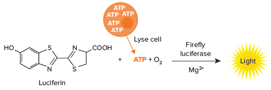 Luciferase Reaction used to Measure Cell Viability