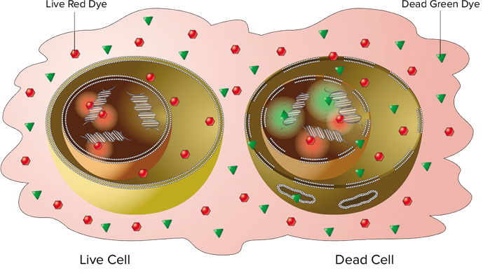 EarlyTox Cell Integrity Kit assay principle