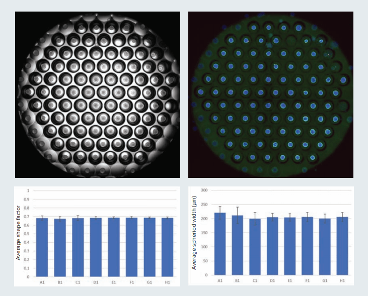 Multiple spheroids can be generated in the Corning Elplasia plate