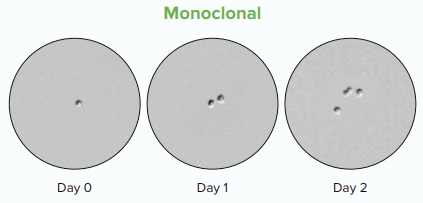 Monoclonal Cell Line Development Over Time