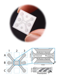 3D High-Content Imaging and Analysis on Organ-on-a-Chip Platform