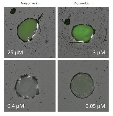 overlaid-tl-and-fluorescence-images