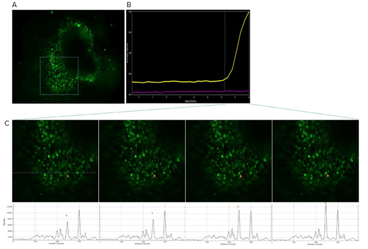 Calcium activity present as early as week four