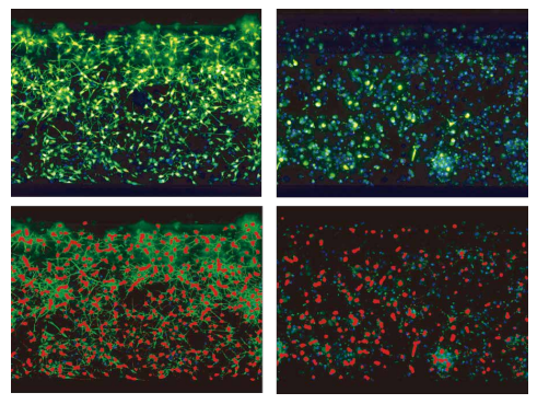 High-content assay