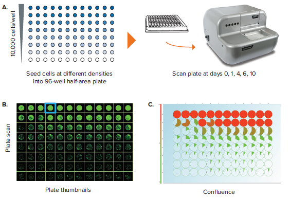 confluence-assessment-in-96-well-half-area-plates-figure-3