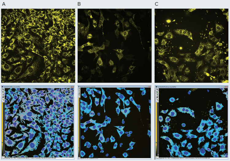 Compounds effect on mitochondria