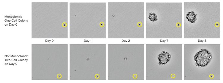 Monoclonal One-cell Colony