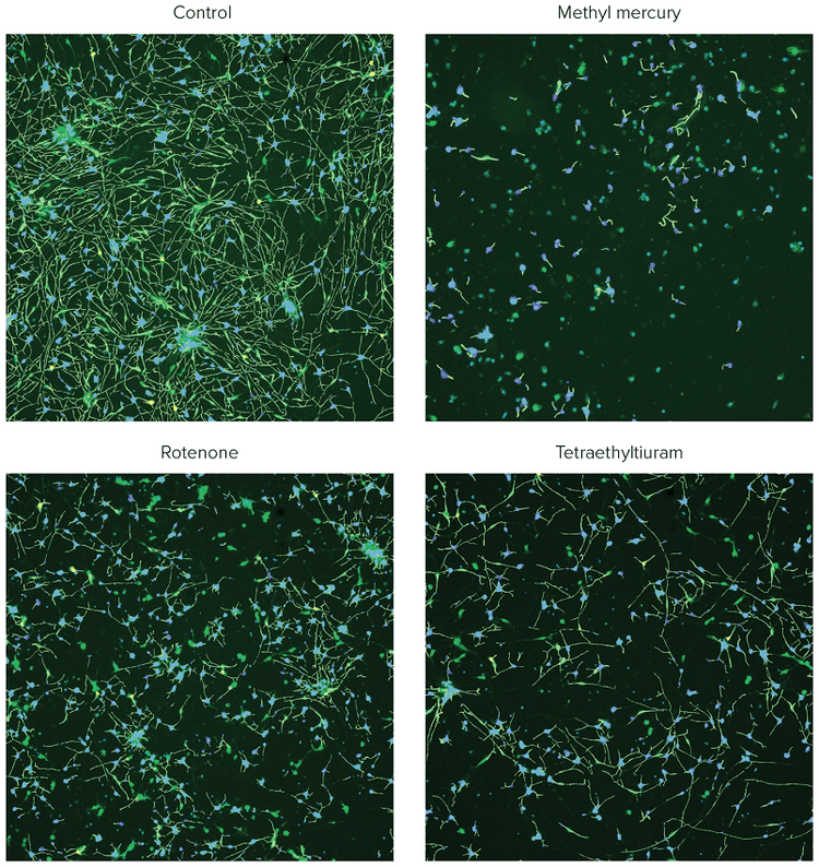 control cells and the cells treated with selected compounds