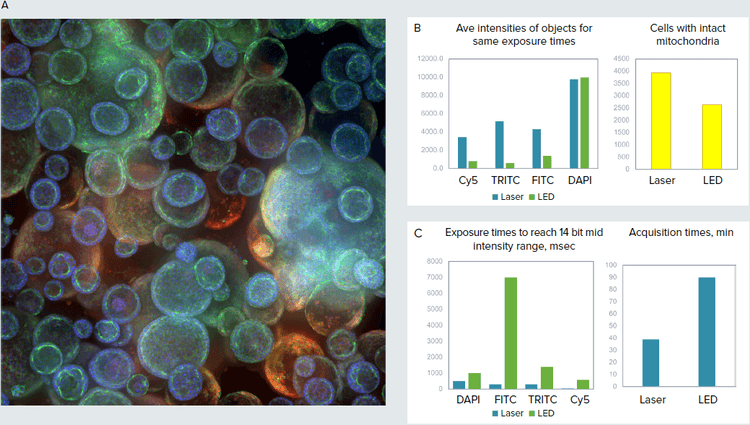 Confocal image of organoid culture in Matrigel